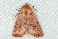 Conistra rubiginea