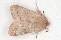 Orthosia cerasi