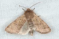 Orthosia cruda