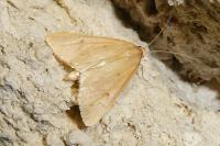 Achyra nudalis