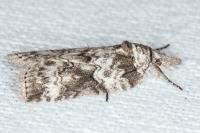 Nycteola columbana