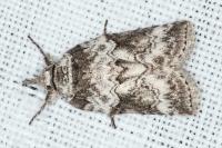 Nycteola columbana