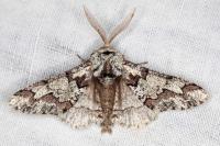 Biston strataria