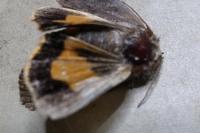 Noctua janthe