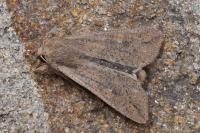 Mythimna unipuncta