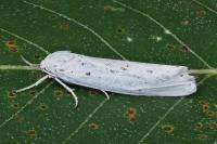 Coscinia cribraria cribraria