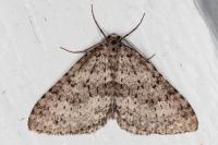 Colostygia multistrigaria olbiaria