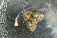 Cryphia algae
