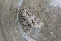 Acronicta auricoma