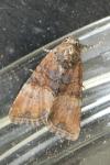Mesoligia furuncula