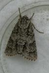 Acronicta auricoma