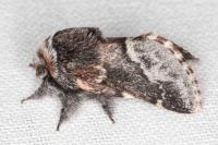 Poecilocampa alpina canensis