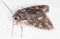 Dichonia convergens