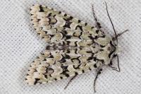 Griposia aprilina