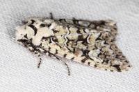 Griposia aprilina