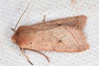 Leptologia macilenta