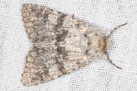 Polymixis rufocincta