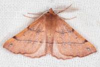 Colotois pennaria