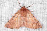 Colotois pennaria