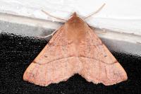 Colotois pennaria