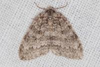Epirrita dilutata