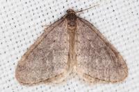 Operophtera brumata