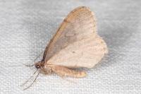 Operophtera brumata