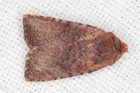 Conistra staudingeri