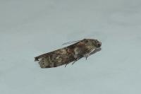 Phycita roborella