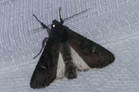 Aporophyla nigra