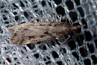 Eudonia angustea