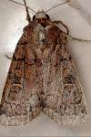 Xestia xanthographa