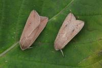 Mythimna unipuncta