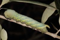 Acherontia atropos