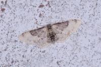Idaea filicata