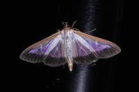 Cydalima perspectalis