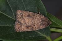 Caradrina morpheus