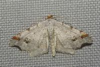 Macaria alternata