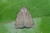 Acosmetia caliginosa