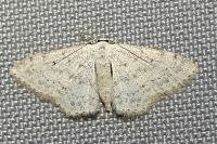 Scopula marginepunctata