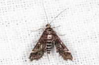 Diasemiopsis ramburialis