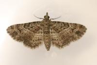 Gymnoscelis rufifasciata