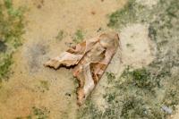 Phlogophora meticulosa