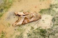 Phlogophora meticulosa