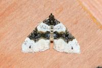 Cosmorhoe ocellata