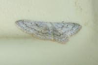 Idaea seriata