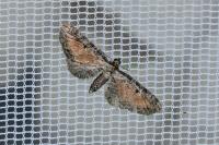 Eupithecia icterata