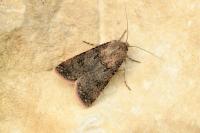 Agrotis segetum