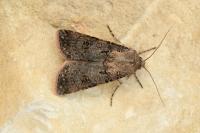 Agrotis segetum