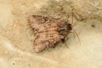 Luperina testacea